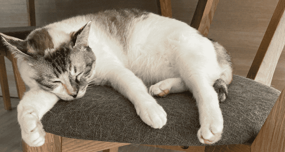 飼い猫のチーが寝そべってる