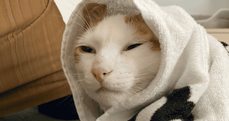 飼い猫のフーが布団にくるまってる